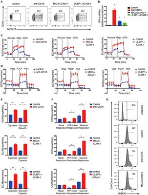 Glycolysis and Oxidative Phosphorylation Play Critical Roles in Natural Killer Cell Receptor-Mediated Natural Killer Cell Functions